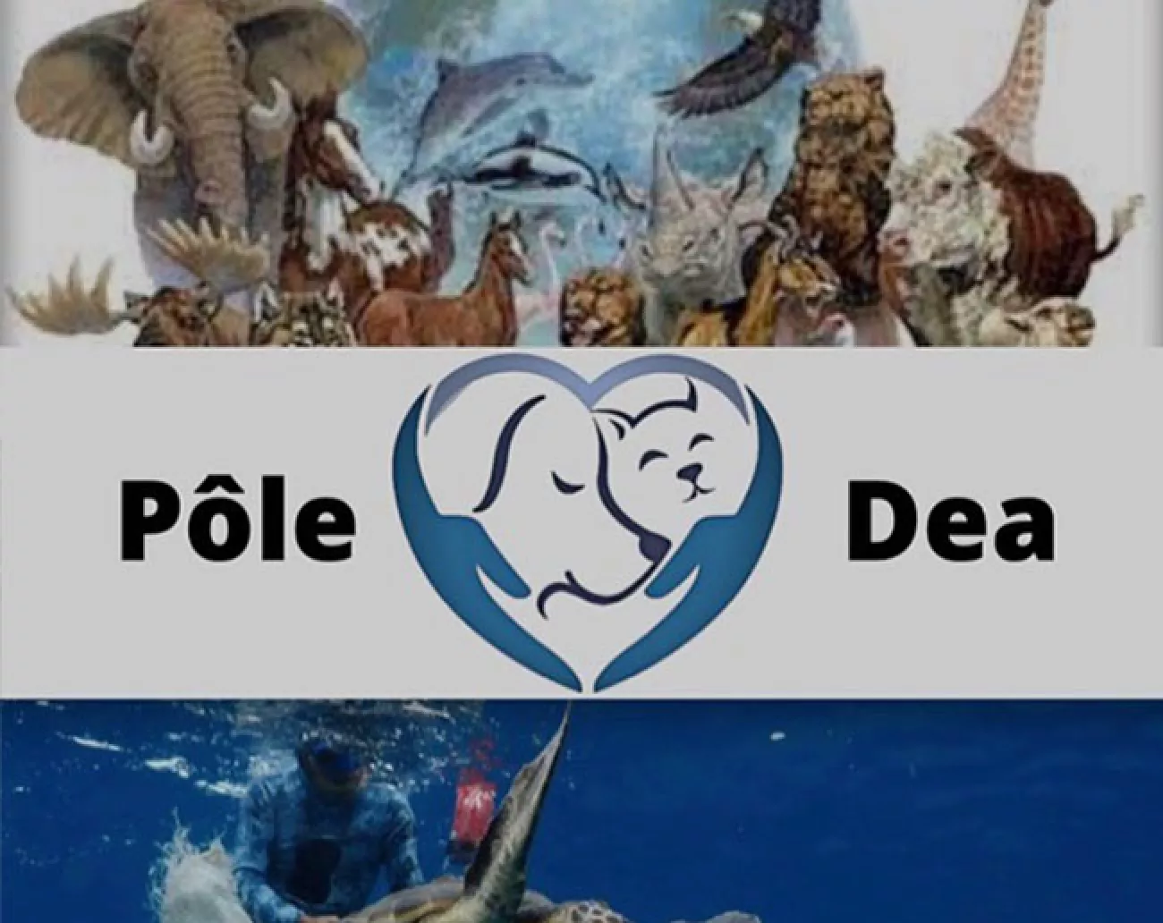 Pôle DEA : Défense des animaux Pôle DEA : Défense des animaux
