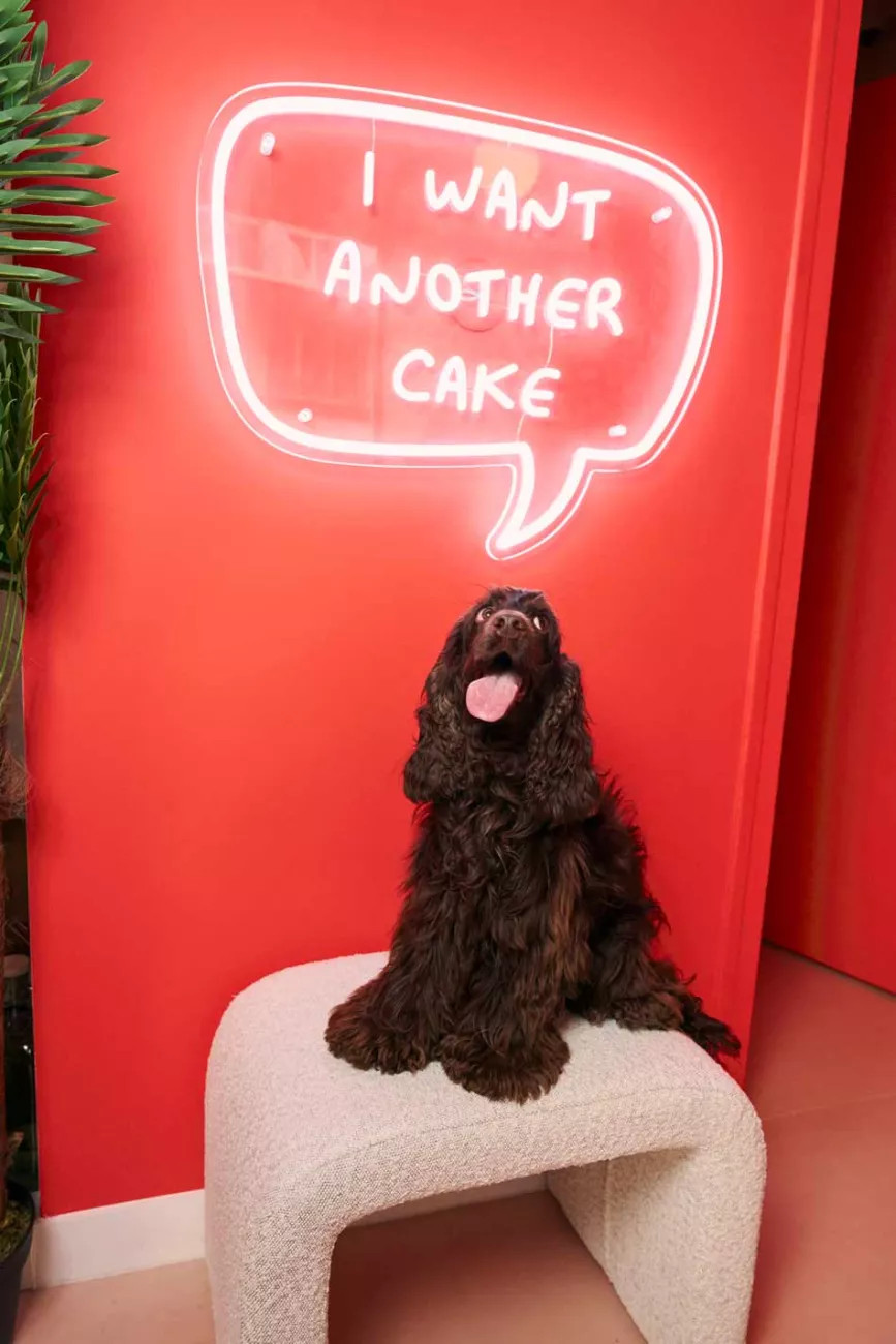 Casa del doggo Casa del doggo